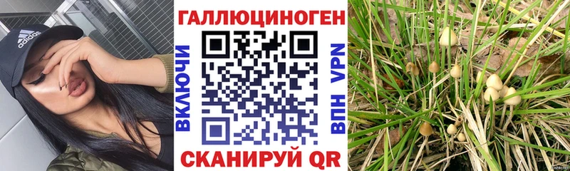 Псилоцибиновые грибы Psilocybine cubensis Курганинск